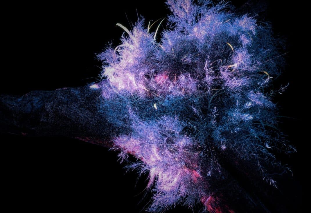 Stills of cryoponic flora