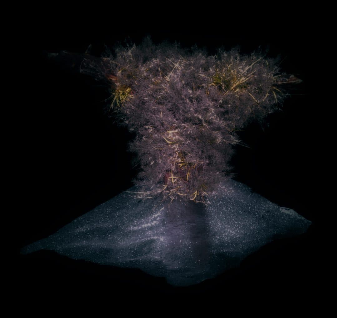 Cryoponic flora emerging out