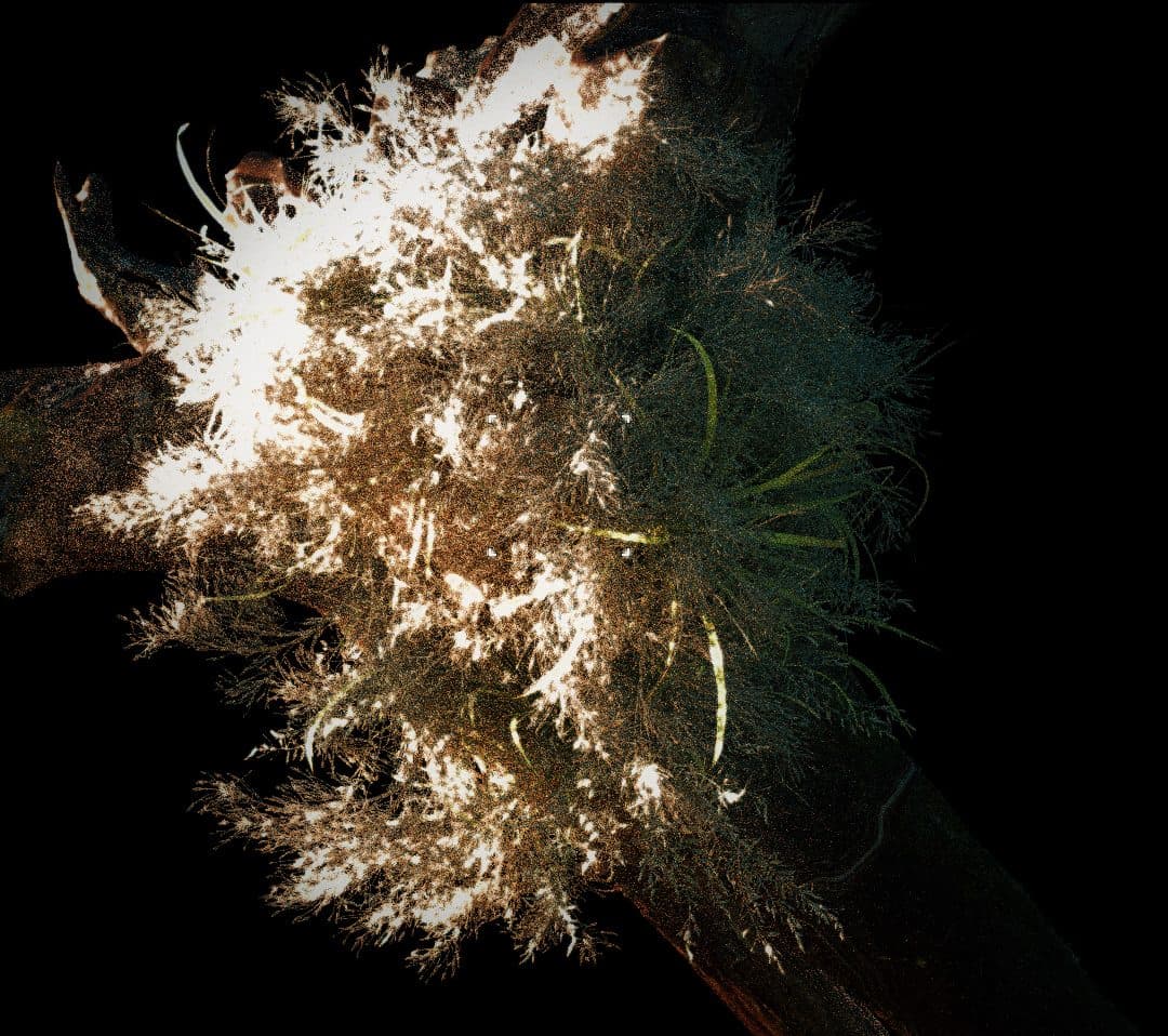 Stills of cryoponic flora